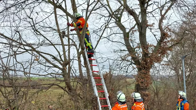 Einsatzkräfte retten Katze per Leiter vom Baum